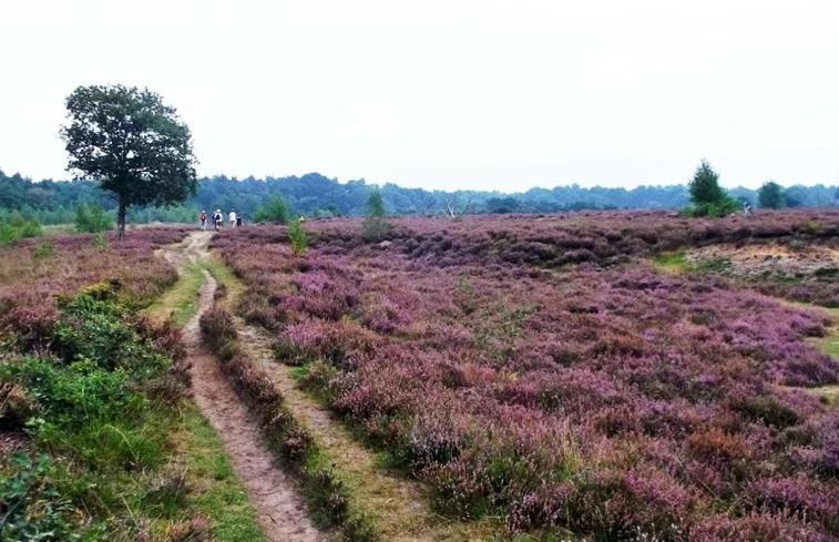 Echten  Luxe Natuurhuisje Met Jacuzzi En Haard In Drenthe, Echten מראה חיצוני תמונה